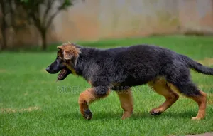 3-6 months Male Purebred German Shepherd
