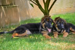 3-6 months Female Purebred German Shepherd