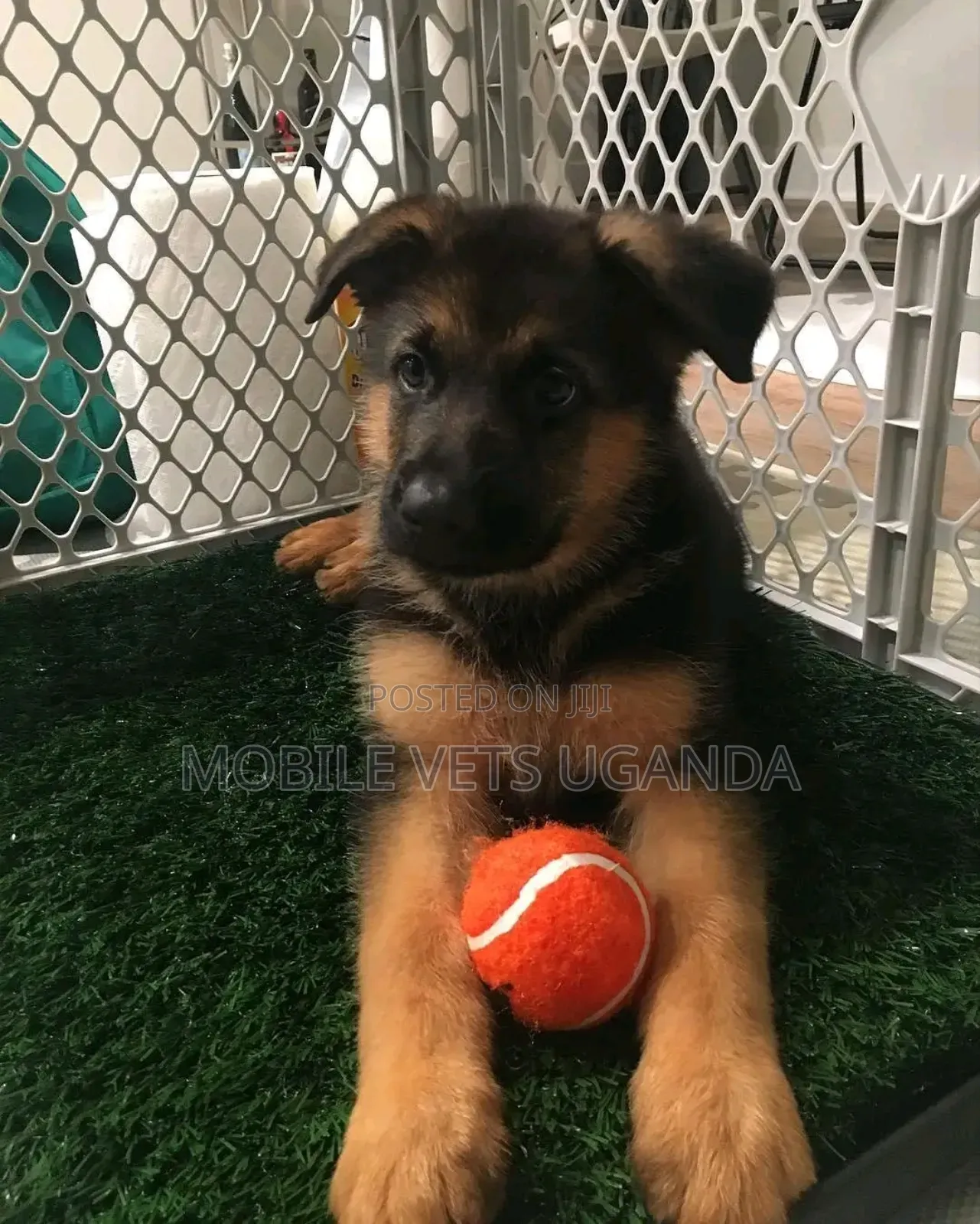 3-6 months Male Purebred German Shepherd