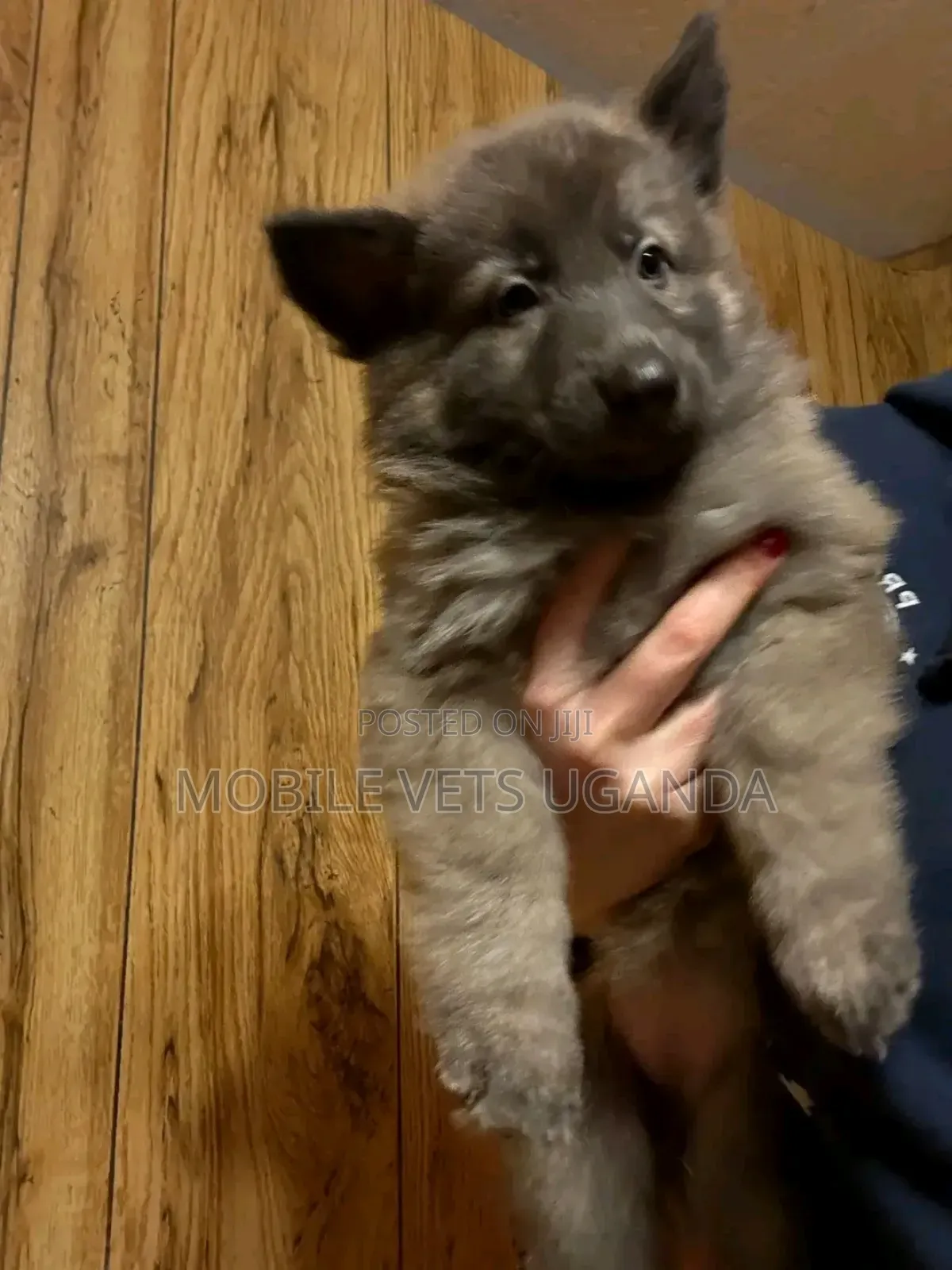 1-3 months Male Purebred German Shepherd