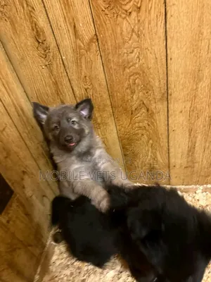 3-6 months Female Purebred German Shepherd