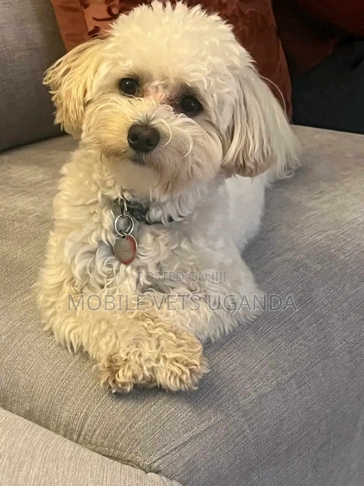 3-6 months Female Purebred Maltese