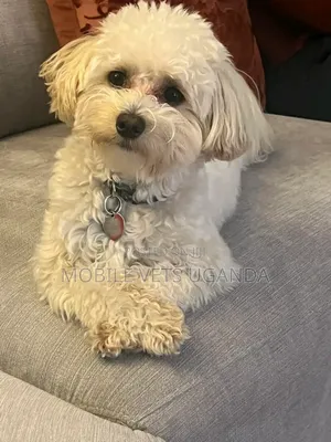 3-6 months Female Purebred Maltese