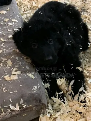 1-3 months Male Purebred German Shepherd