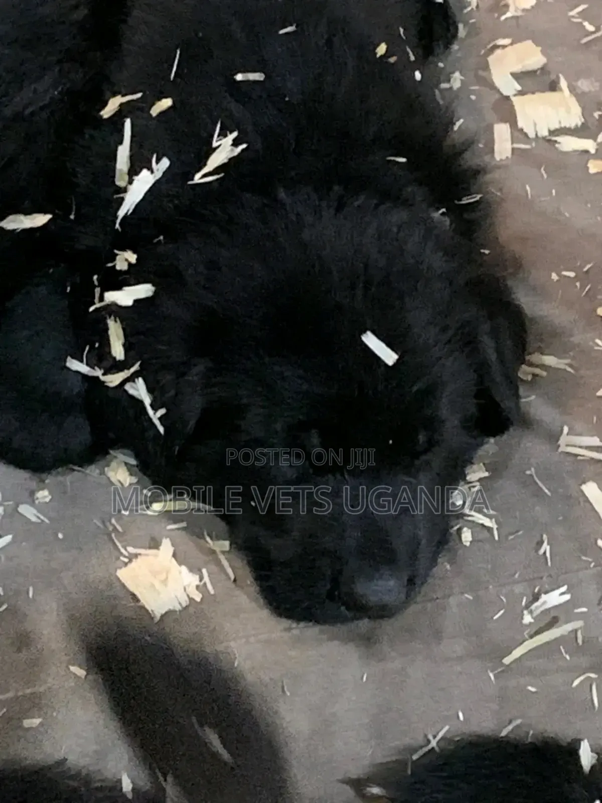 3-6 months Female Purebred German Shepherd