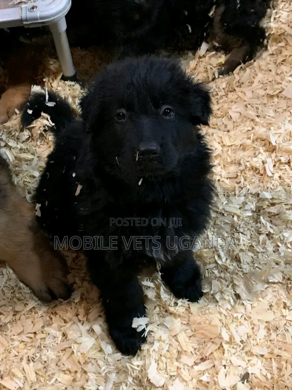 1-3 months Male Purebred German Shepherd