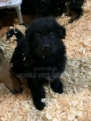 1-3 months Male Purebred German Shepherd