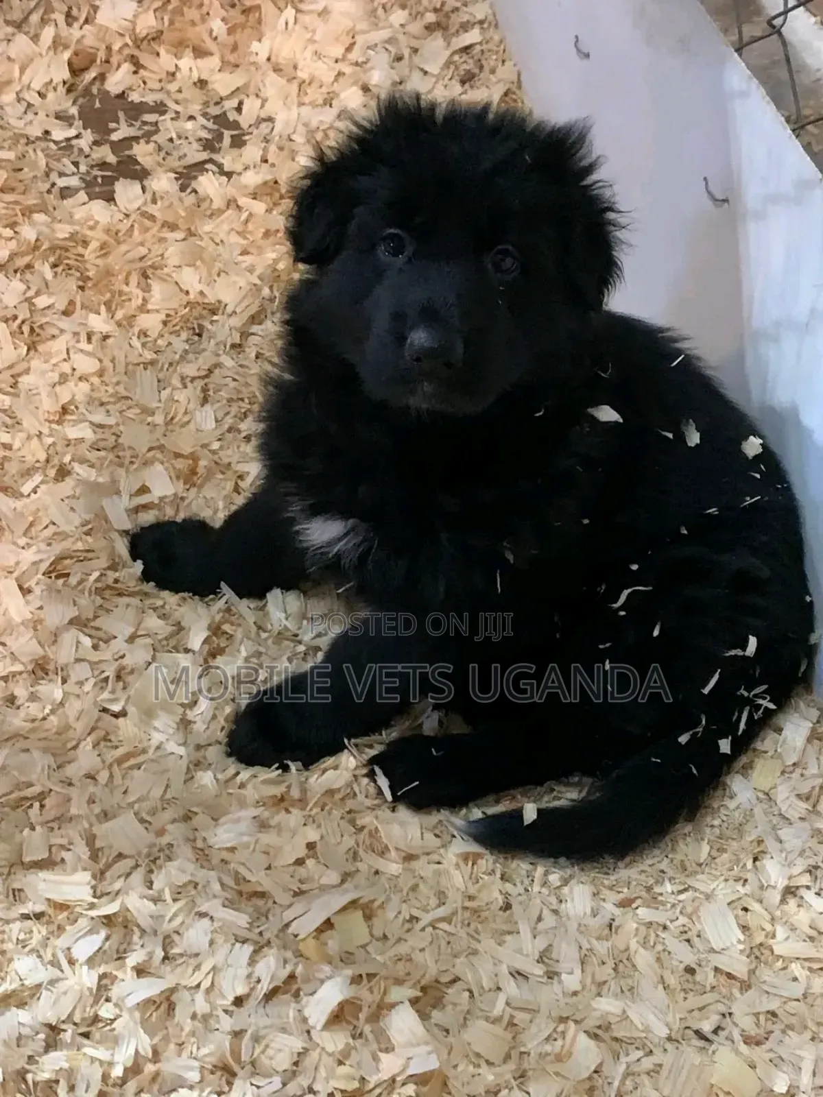 3-6 months Female Purebred German Shepherd