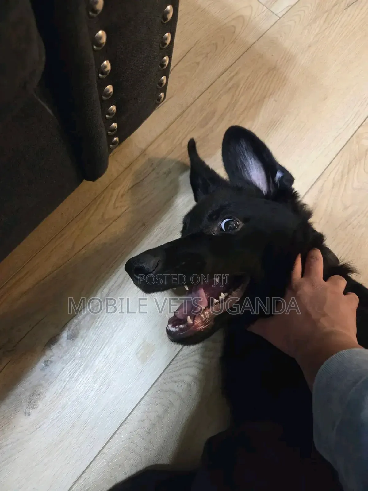 3-6 months Male Purebred German Shepherd