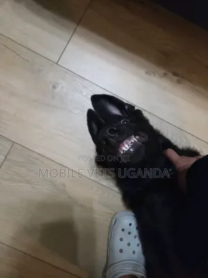 1-3 months Female Purebred German Shepherd