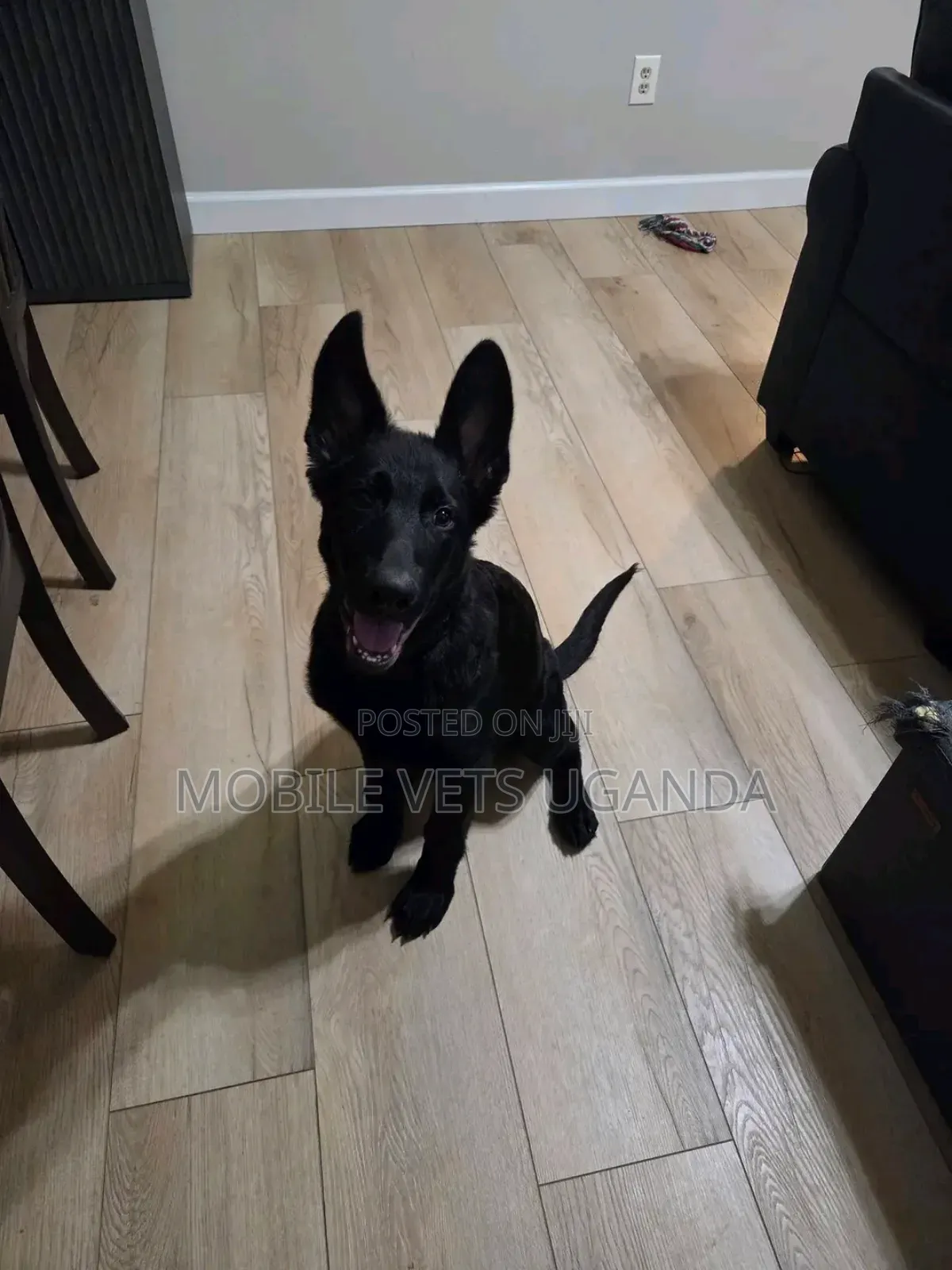 6-12 months Male Purebred German Shepherd