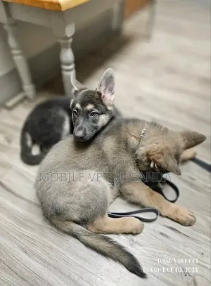 0-1 month Female Purebred German Shepherd