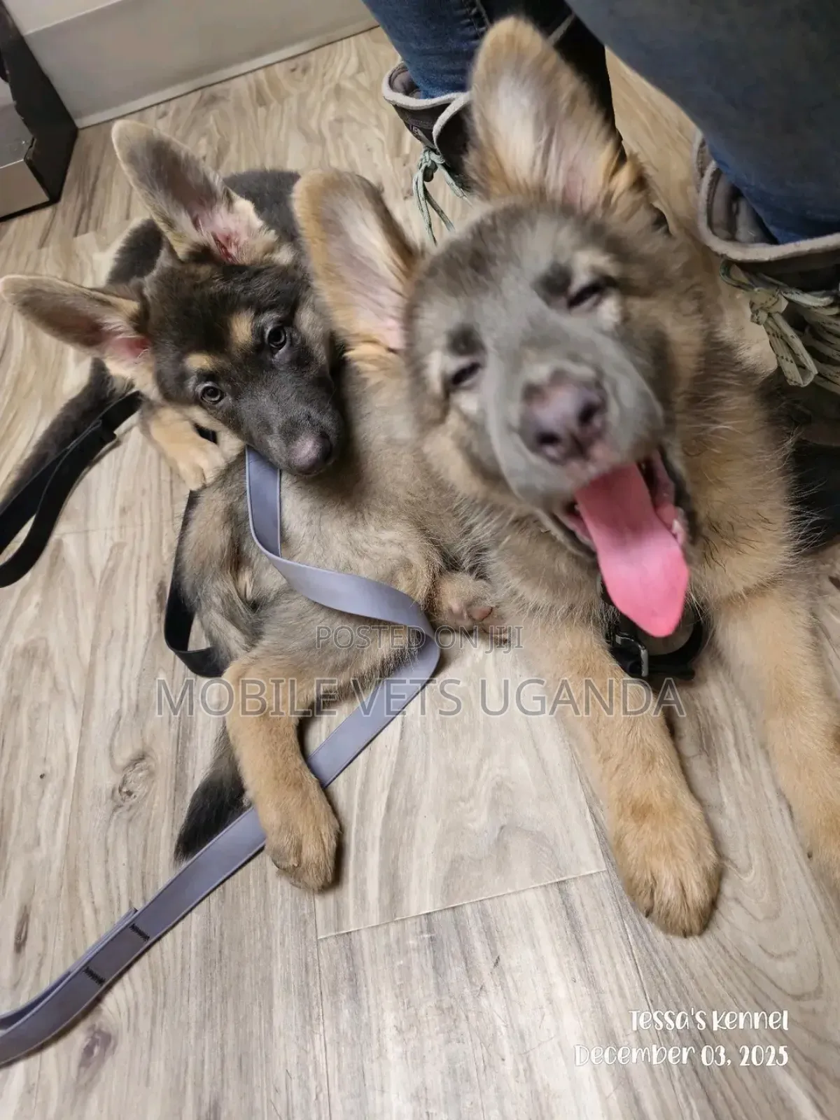 1-3 months Female Purebred German Shepherd
