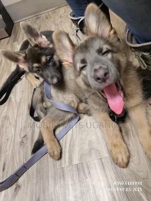 1-3 months Female Purebred German Shepherd