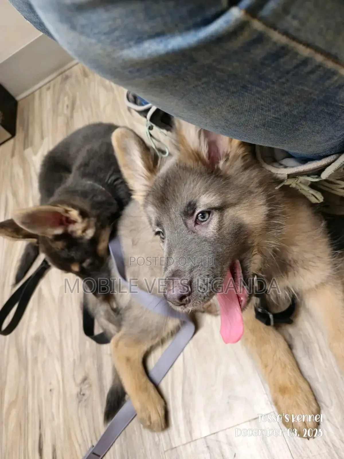3-6 months Male Purebred German Shepherd