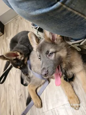 3-6 months Male Purebred German Shepherd