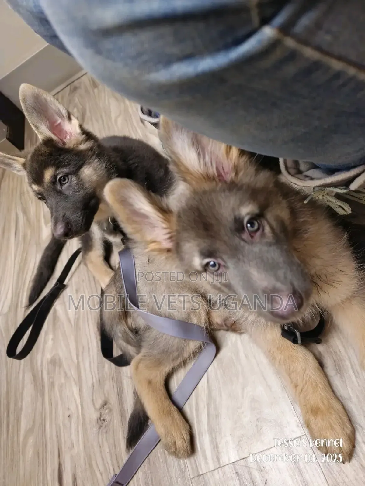 1-3 months Female Purebred German Shepherd