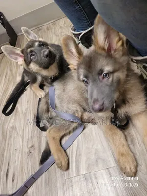 3-6 months Male Purebred German Shepherd