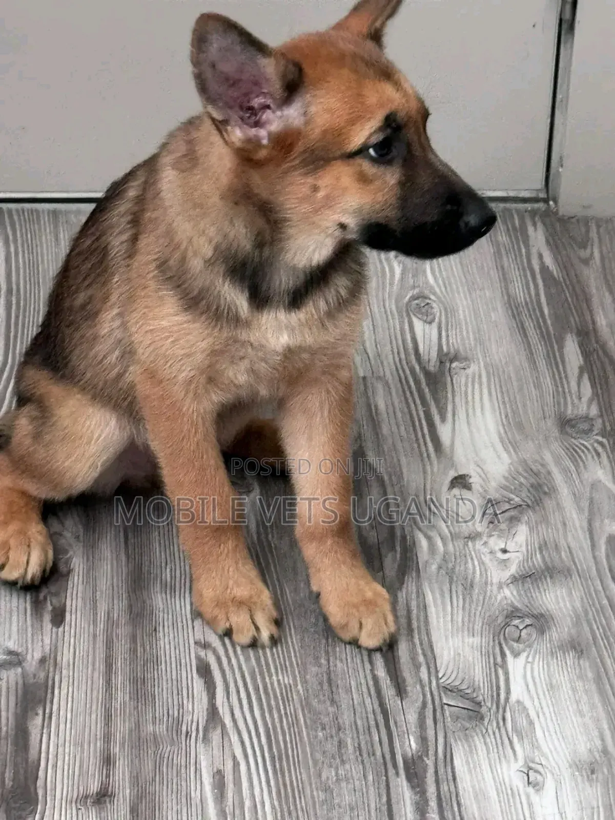 0-1 month Female Purebred German Shepherd
