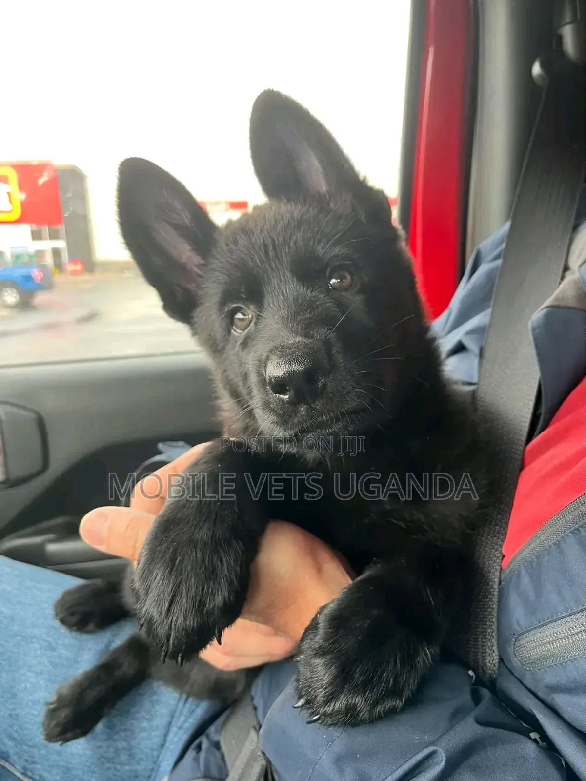 3-6 months Female Purebred German Shepherd