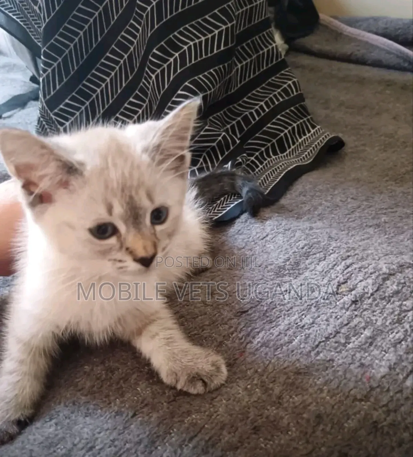 0-1 month Female Purebred British Shorthair