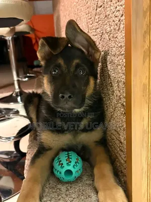 3-6 months Female Purebred German Shepherd