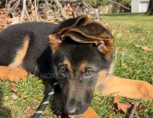 1-3 months Male Purebred German Shepherd