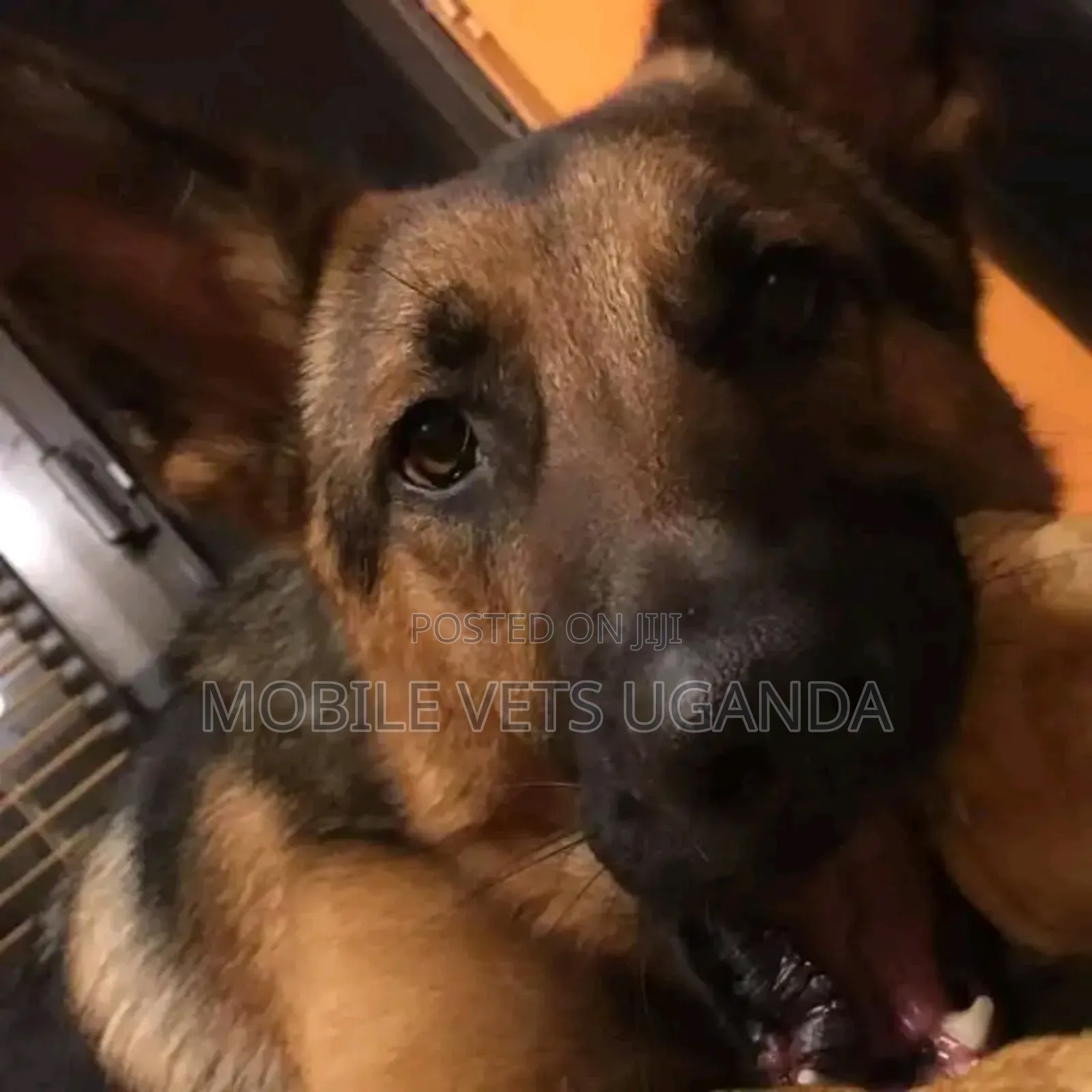 6-12 months Female Purebred German Shepherd