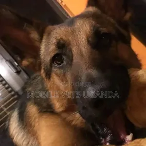 6-12 months Female Purebred German Shepherd