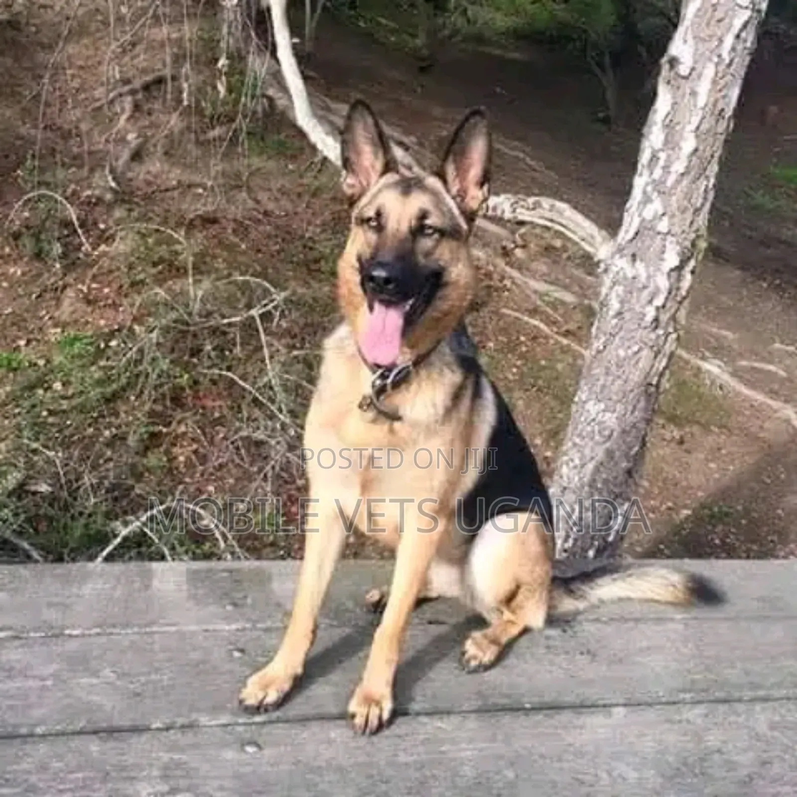 6-12 months Male Purebred German Shepherd