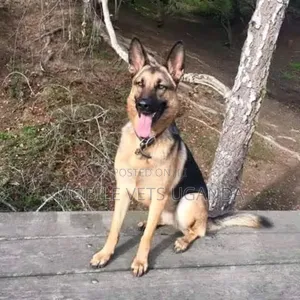 6-12 months Male Purebred German Shepherd