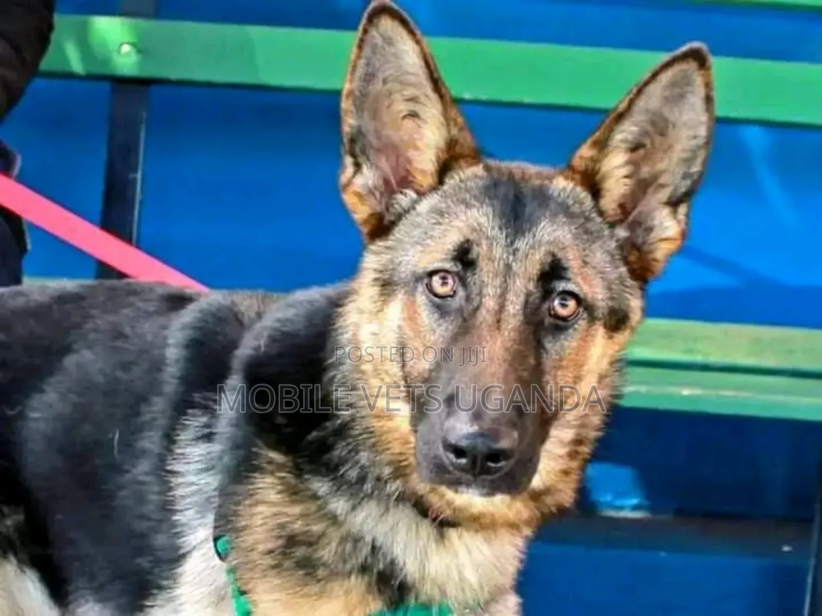6-12 months Male Purebred German Shepherd