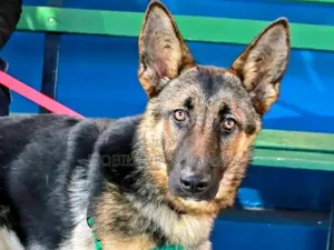 6-12 months Male Purebred German Shepherd