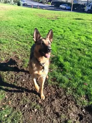 1+ year Female Purebred German Shepherd
