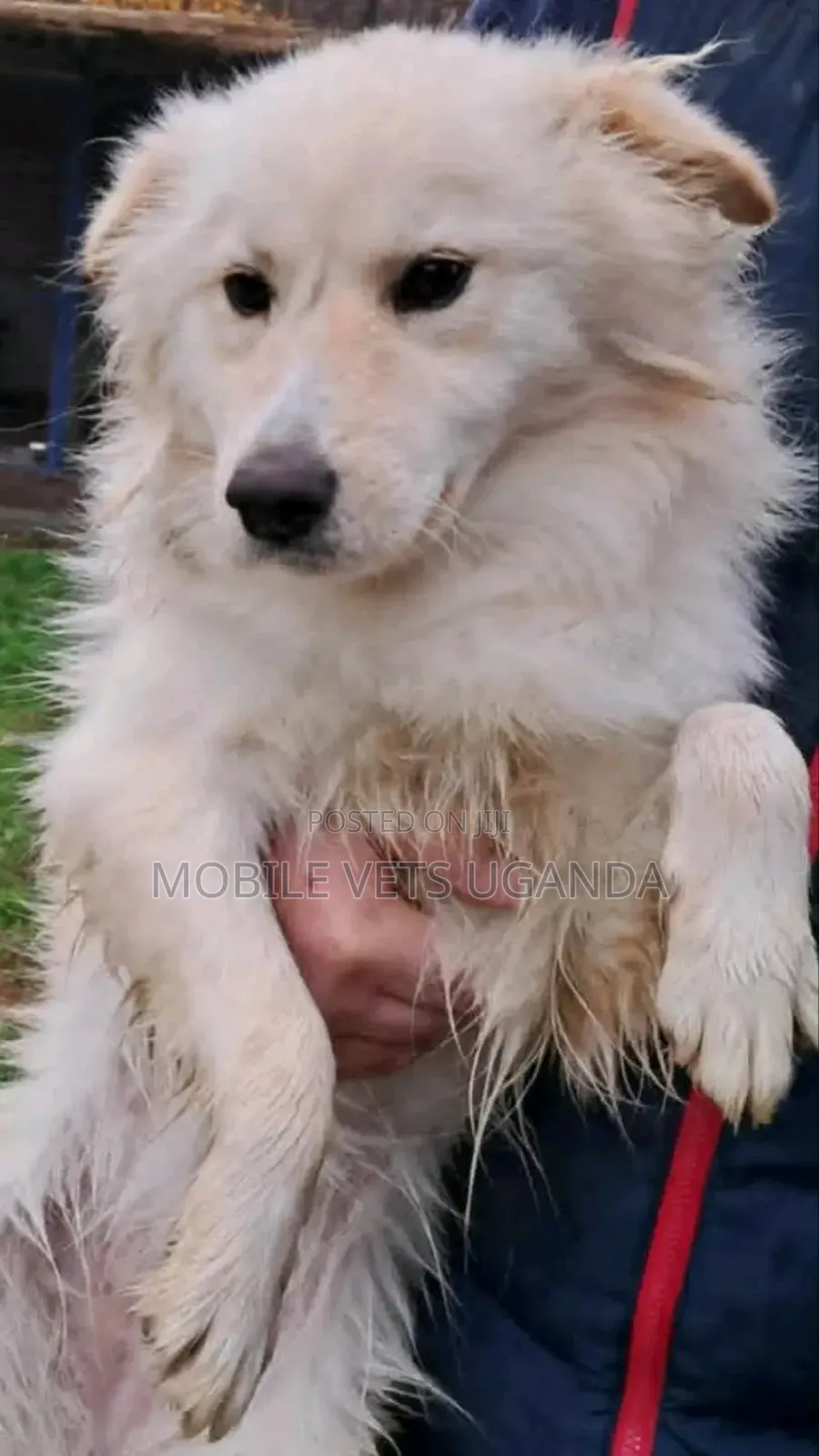 6-12 months Female Purebred Japanese Spitz