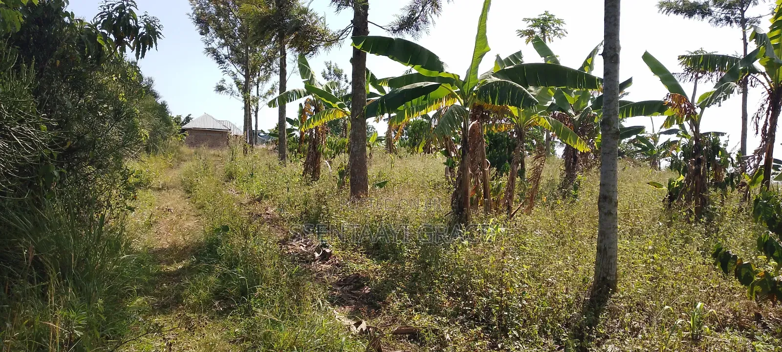6 Acre Land With Tittle at Kibibi 25m Negotiable With a House