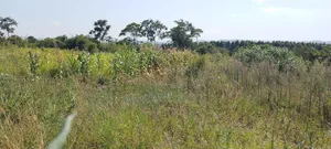 6 Acre Land With Tittle at Kibibi 25m Negotiable With a House