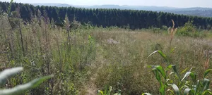 6 Acre Land With Tittle at Kibibi 25m Negotiable With a House