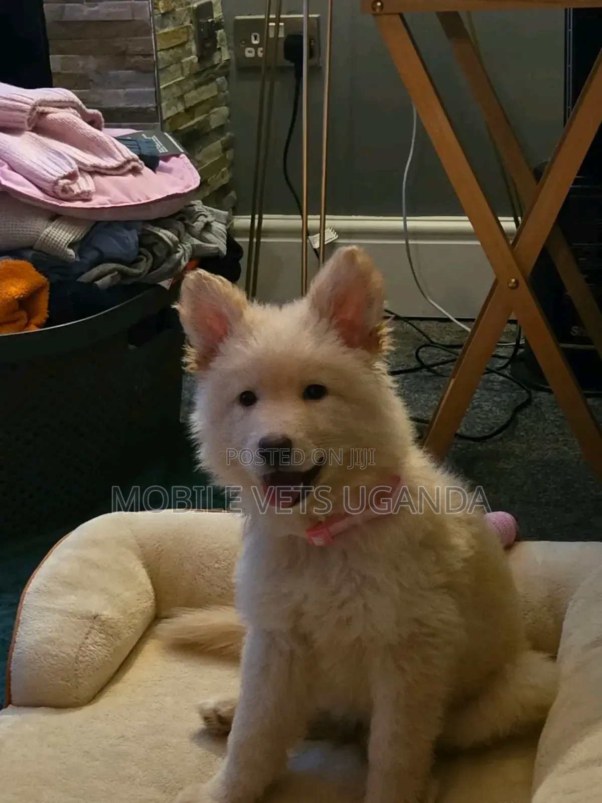 1-3 months Female Purebred German Shepherd