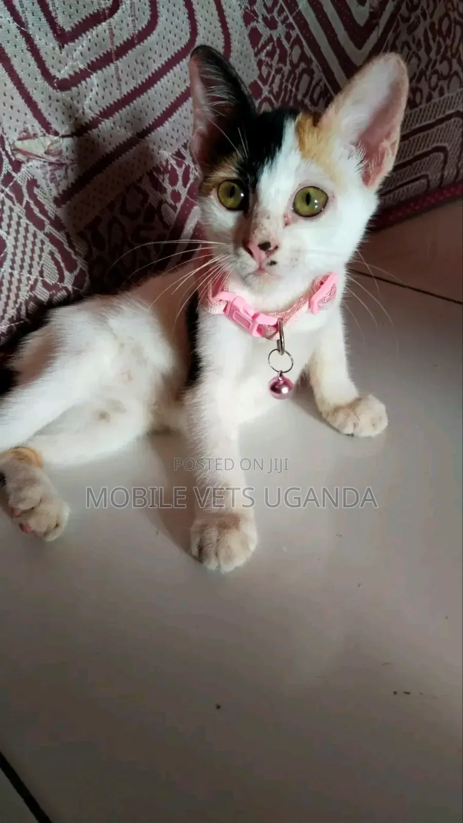 1-3 months Male Purebred European Burmese
