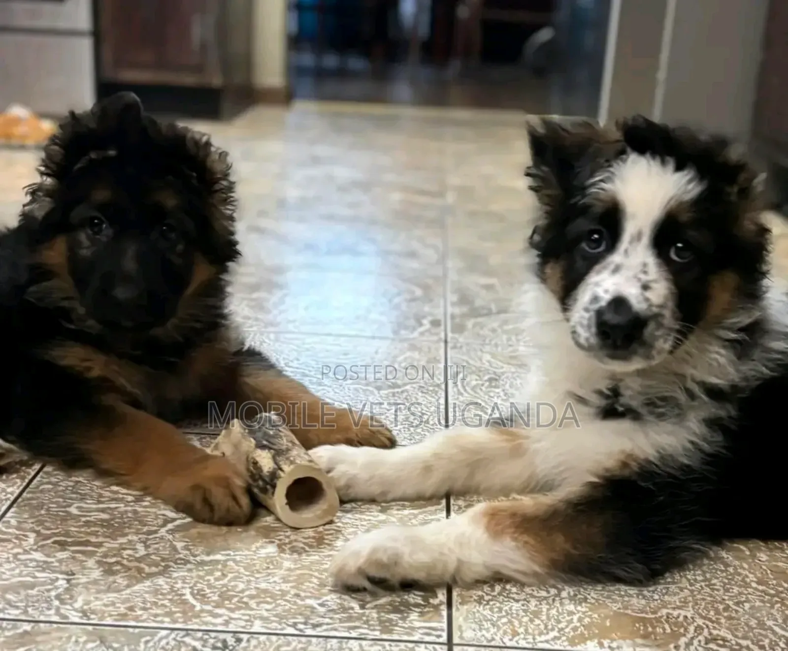 1-3 months Male Purebred German Shepherd