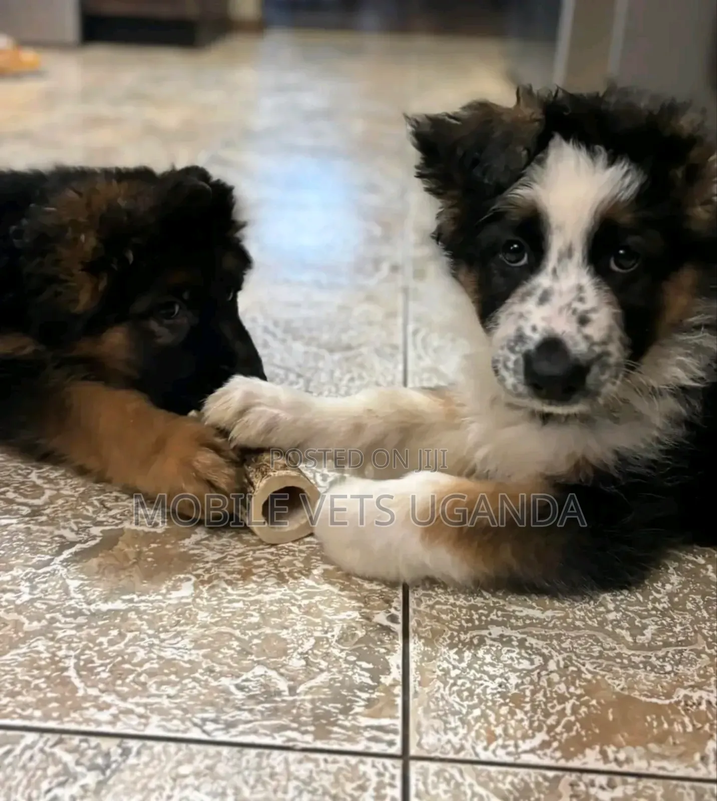 1-3 months Female Purebred German Shepherd