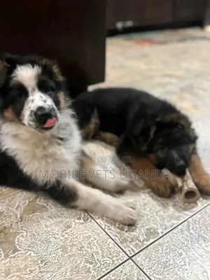 0-1 month Female Purebred German Shepherd