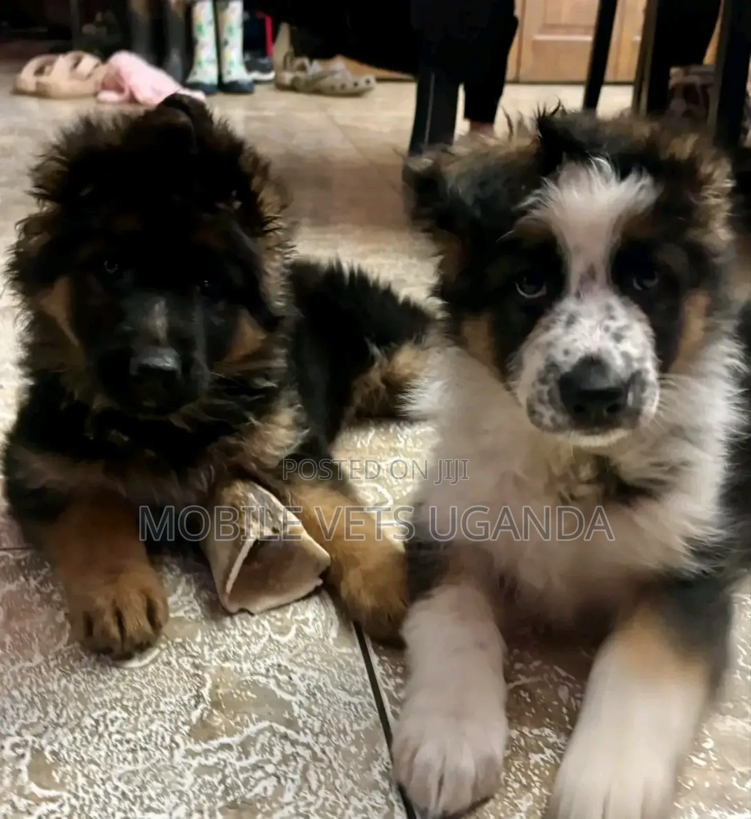 3-6 months Female Purebred German Shepherd