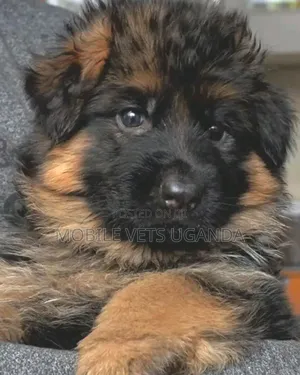 0-1 month Male Purebred German Shepherd