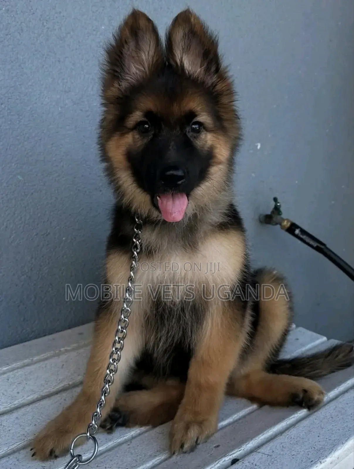 1-3 months Female Purebred German Shepherd