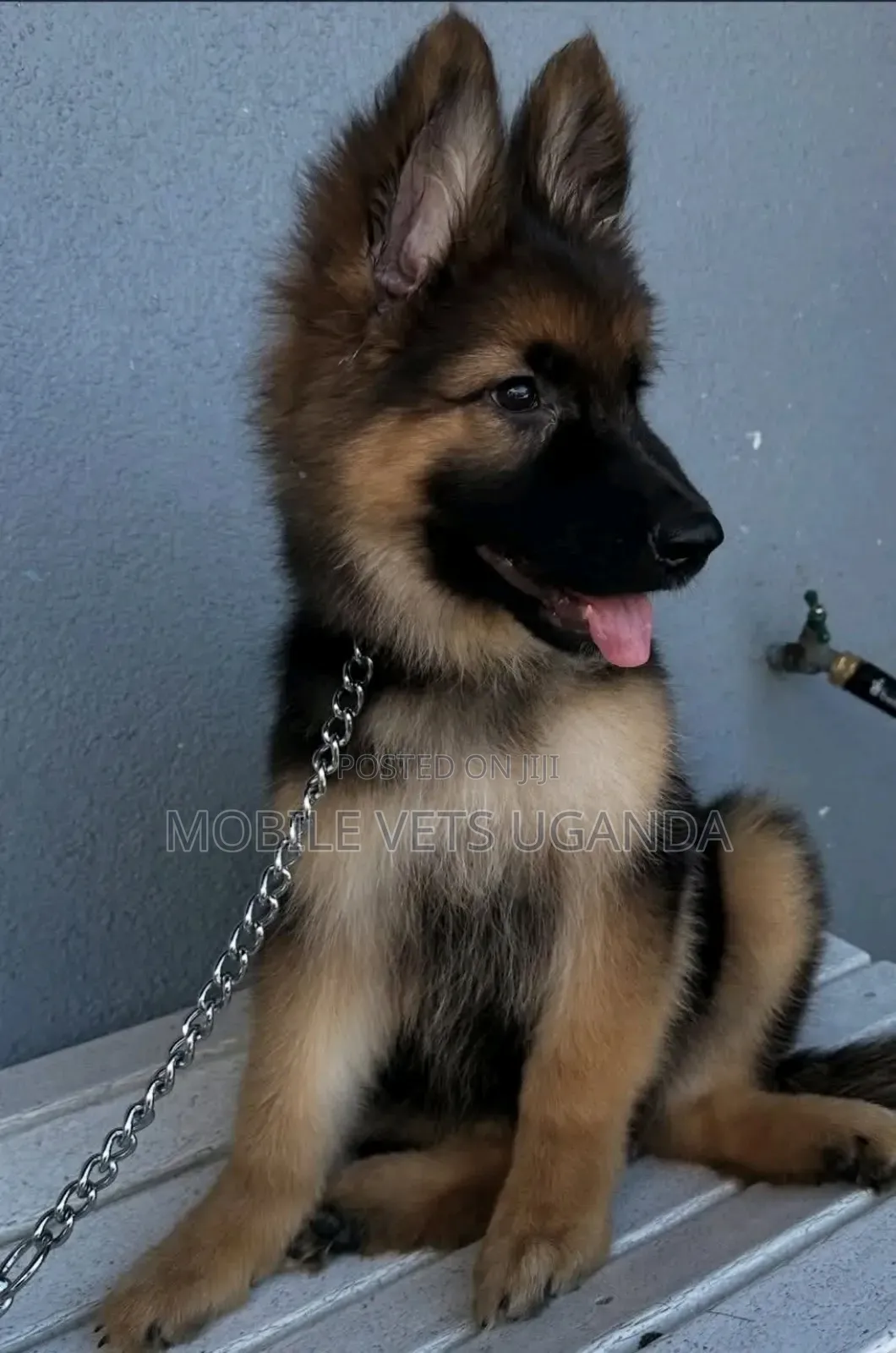 3-6 months Male Purebred German Shepherd