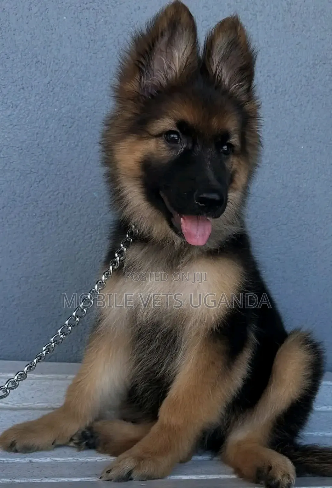 1-3 months Male Purebred German Shepherd