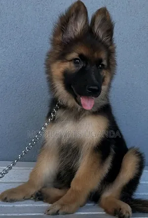 1-3 months Male Purebred German Shepherd