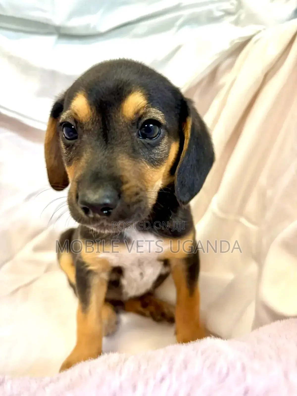 1-3 months Female Purebred Dachshund